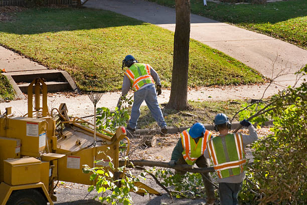 How Our Tree Care Process Works  in  Alto, GA